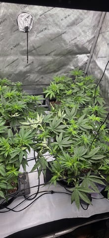Lime Rian. — flower, day 45