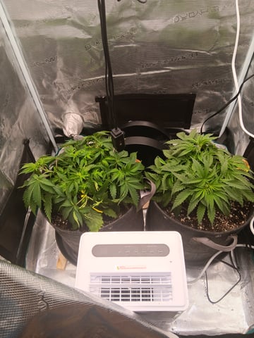 Master Kush — vegetative, day 27