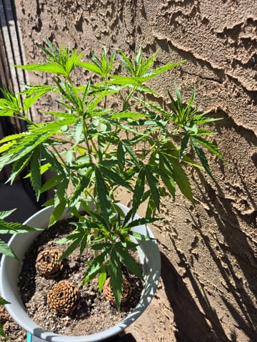 new strain — vegetative, day 21