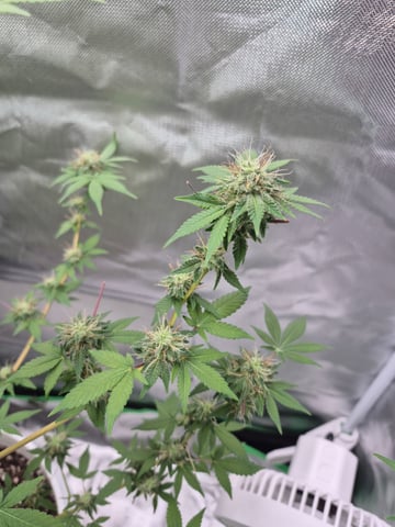 First Time — flower, day 32