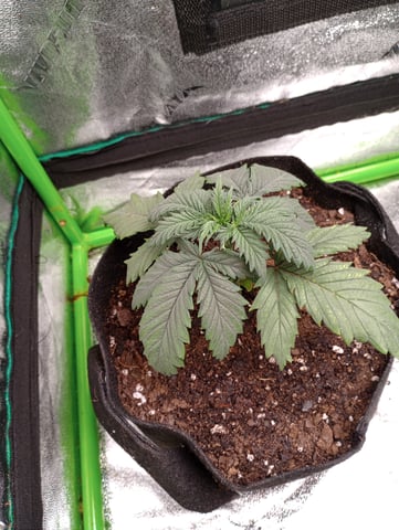 All Aboard!!! — vegetative, day 19
