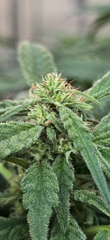 Mystery Weed Plant — flower, day 123