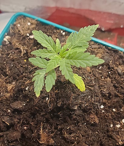 Plant 10A — vegetative, day 16