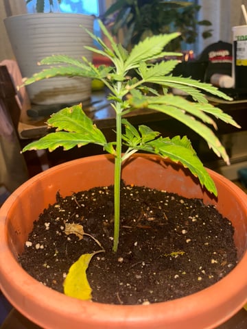 Backyard Grow  — vegetative, day 1