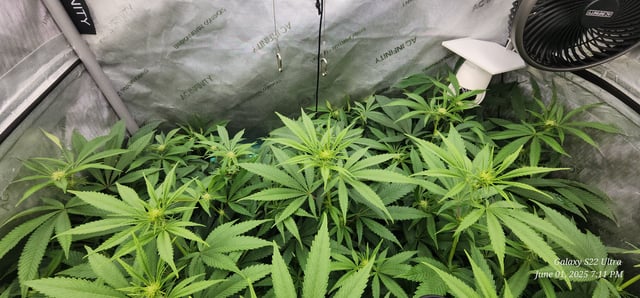 Punch Mints Pheno #2 — flower, day 13