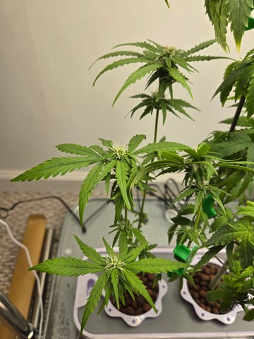 1st Grow — flower, day 64