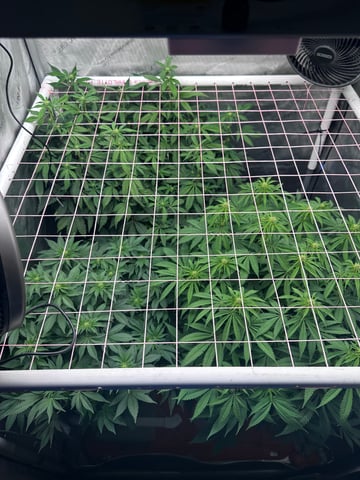 Grow#2 — flower, day 53