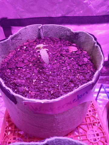 First autos  — vegetative, day 25