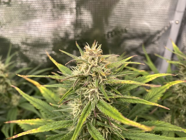 Auto Run #1 2025-2026 — flower, day 75