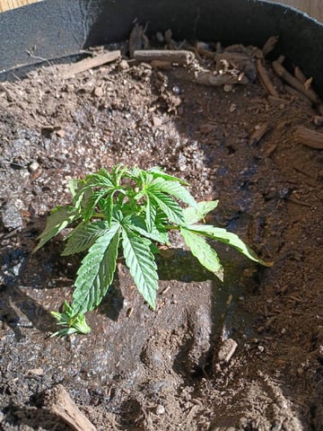 Purple Plum Perfect 💜 & 2 Grape Runtz 🍇 Mainlining garden.  — auto, day 77