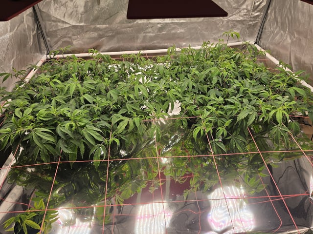 Dante's Inferno Rerun — vegetative, day 76