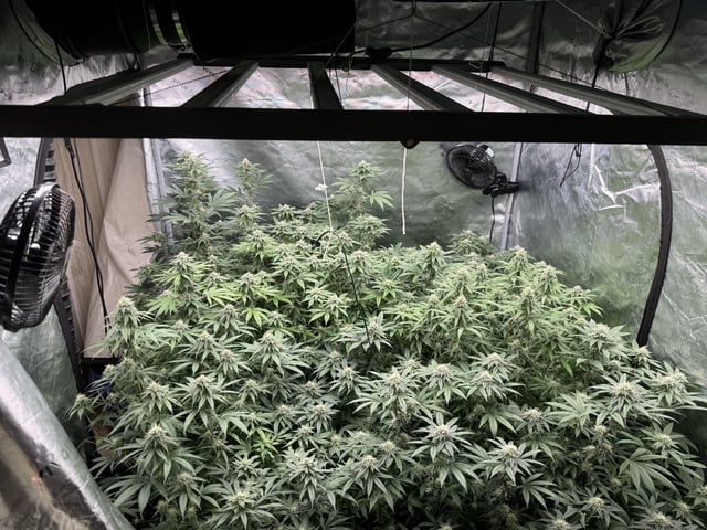 7 Strains 14 Plants  — flower, day 118