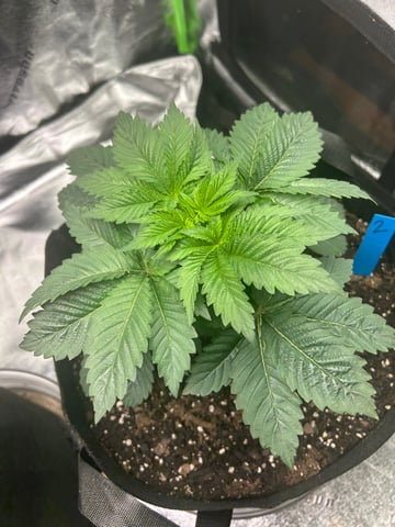 lil blue — seedling_rooting, day 18