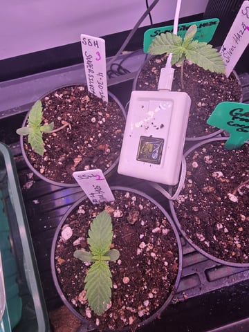 Super Silver Haze Fem Photo — seedling_rooting, day 10