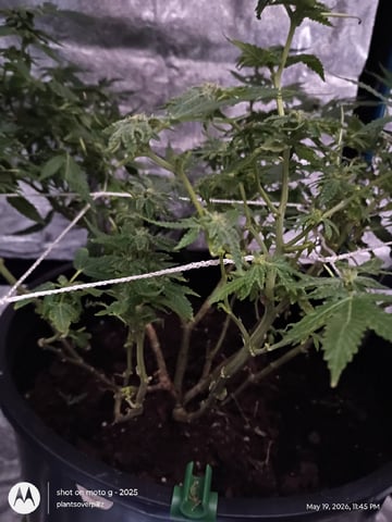 Georgia Pie Female Photo — flower, day 88