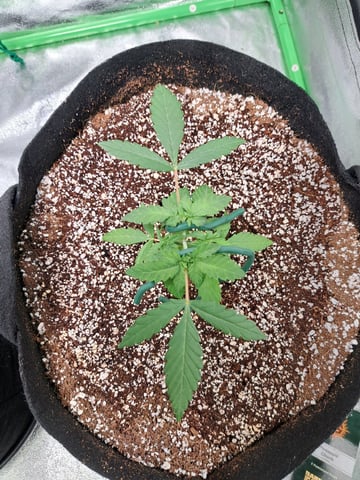 Pineapple Chunk/Runtz — vegetative, day 36