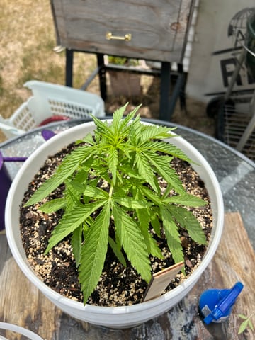 First ever grow — vegetative, day 44
