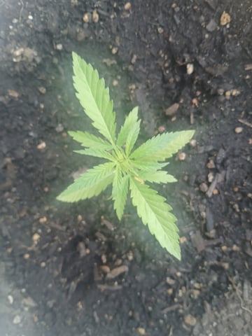 Vegetative  — vegetative, day 25