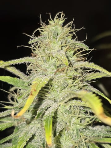 Autos AGAIN — flower, day 86