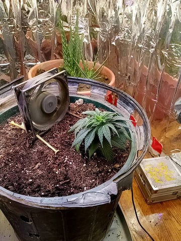 Jack hearer/Jack the ripper? — vegetative, day 46