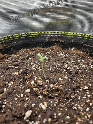A chill grow in the small tent — vegetative, day 9