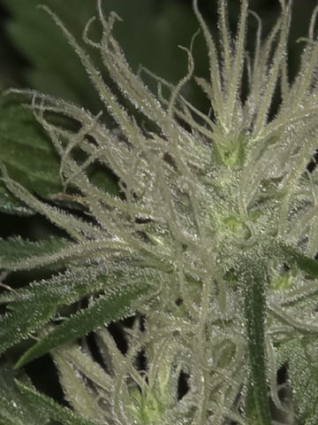 First attempt at planting some seeds — flower, day 74