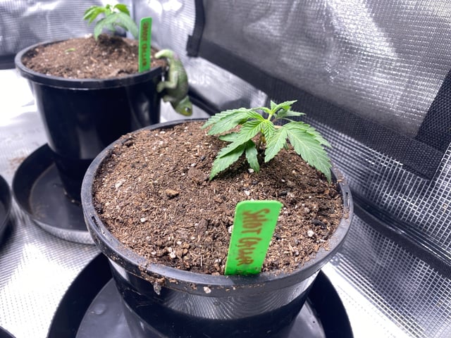 Solfire Gardens Grow — vegetative, day 26
