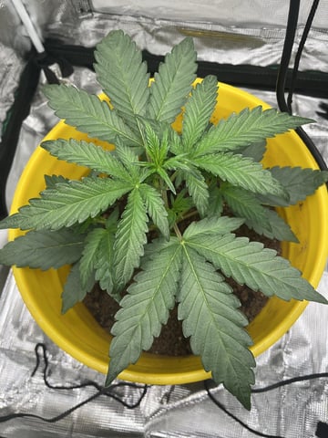 Wedding Cake Auto