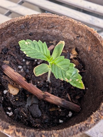 Galicane Fem — seedling_rooting, day 13