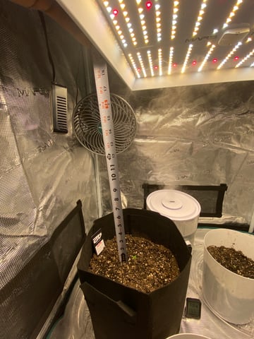 Gorilla Melon — seedling_rooting, day 6
