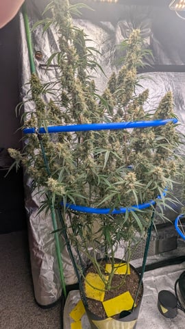 Mixed Grow — flower, day 85
