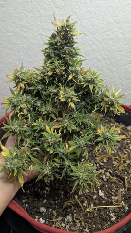 All White Spring Grow