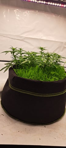 First Grow with the new setup  — auto, day 40