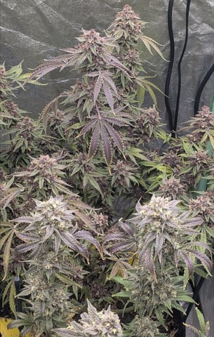 Mixed Grow — flower, day 120