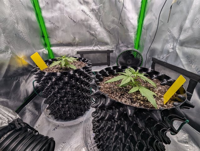 Titan F1 grow  — vegetative, day 21