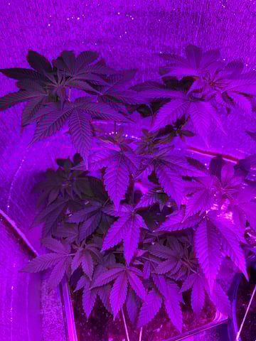 OG Kush — vegetative, day 7