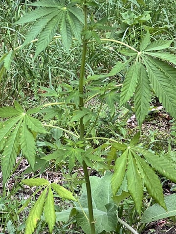 Banjo (Adam’s Plant) — vegetative, day 18