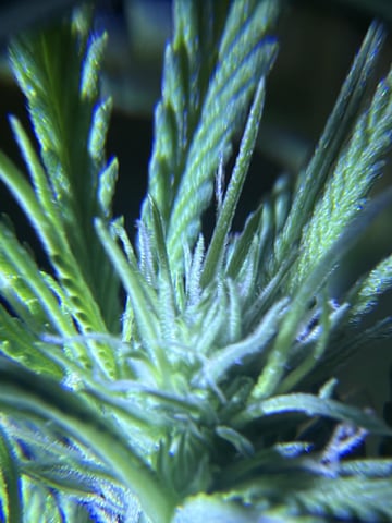 Sour Glue — flower, day 74