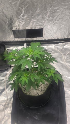 Beginner - My first grow has been an incredible experience so far! — vegetative, day 37