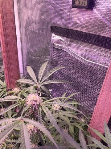 Milky Way F1 — flower, day 54