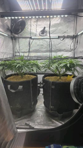 Original 1990 genetics  — flower, day 65