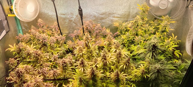 $chooners Grow — flower, day 49