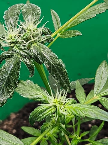 1st plant. Strain: Green Gelato AutoFlower — flower, day 61