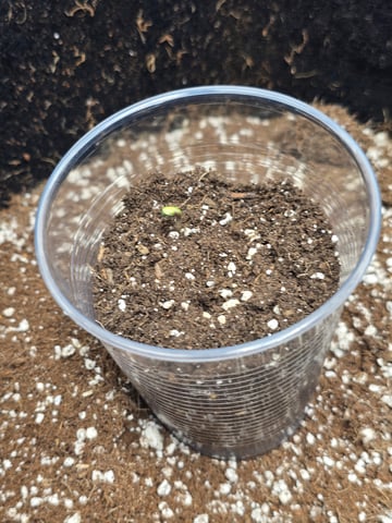 Indoor — grow_setup, day 2