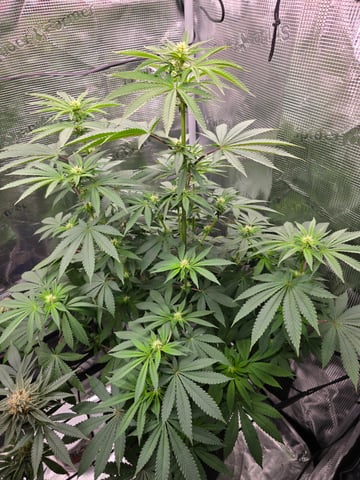 Northern lights #10 2nd plant (Selkies) — flower, day 57