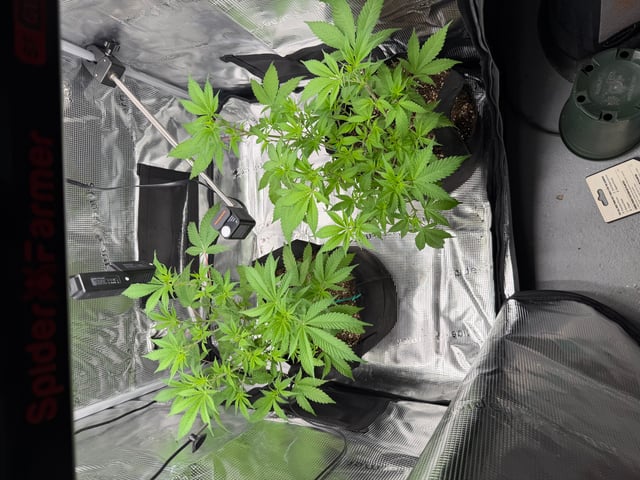  Trying to go big — vegetative, day 69