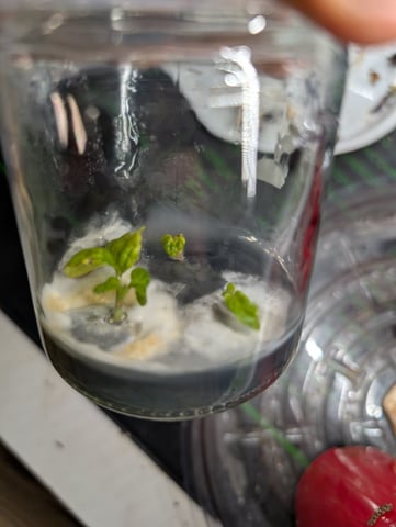 Plant in a test tube — seedling_rooting, day 10