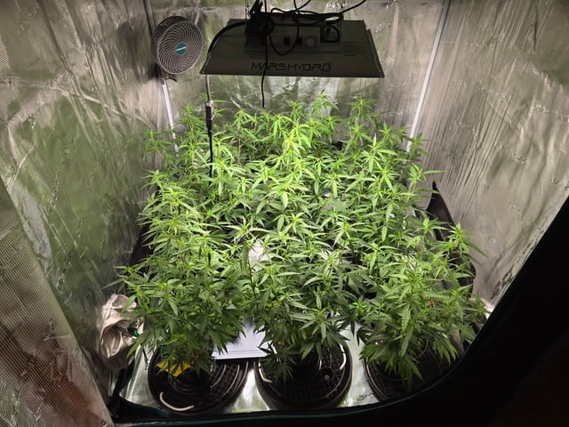 Blue Dream Clones — vegetative, day 32