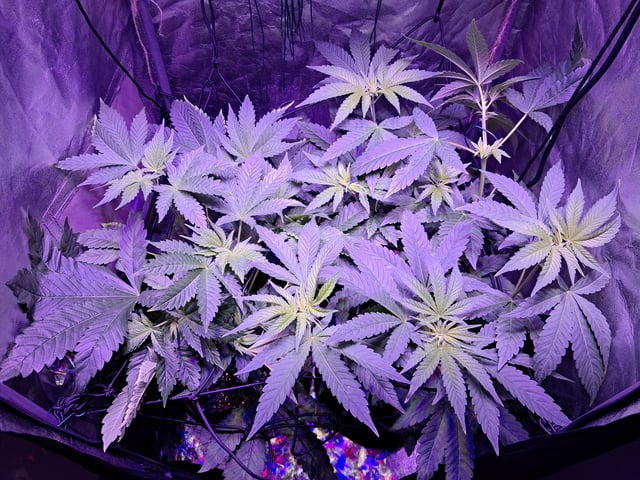 II — flower, day 36