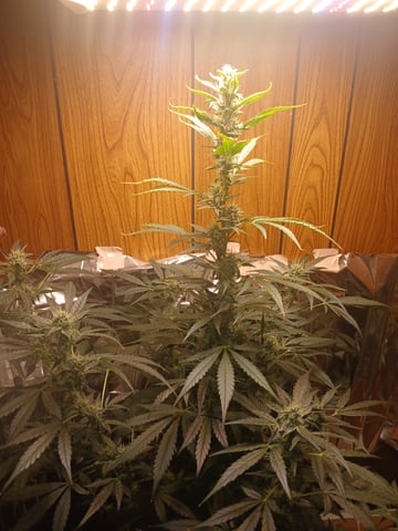 strawberry safari v2 auto fem — flower, day 44